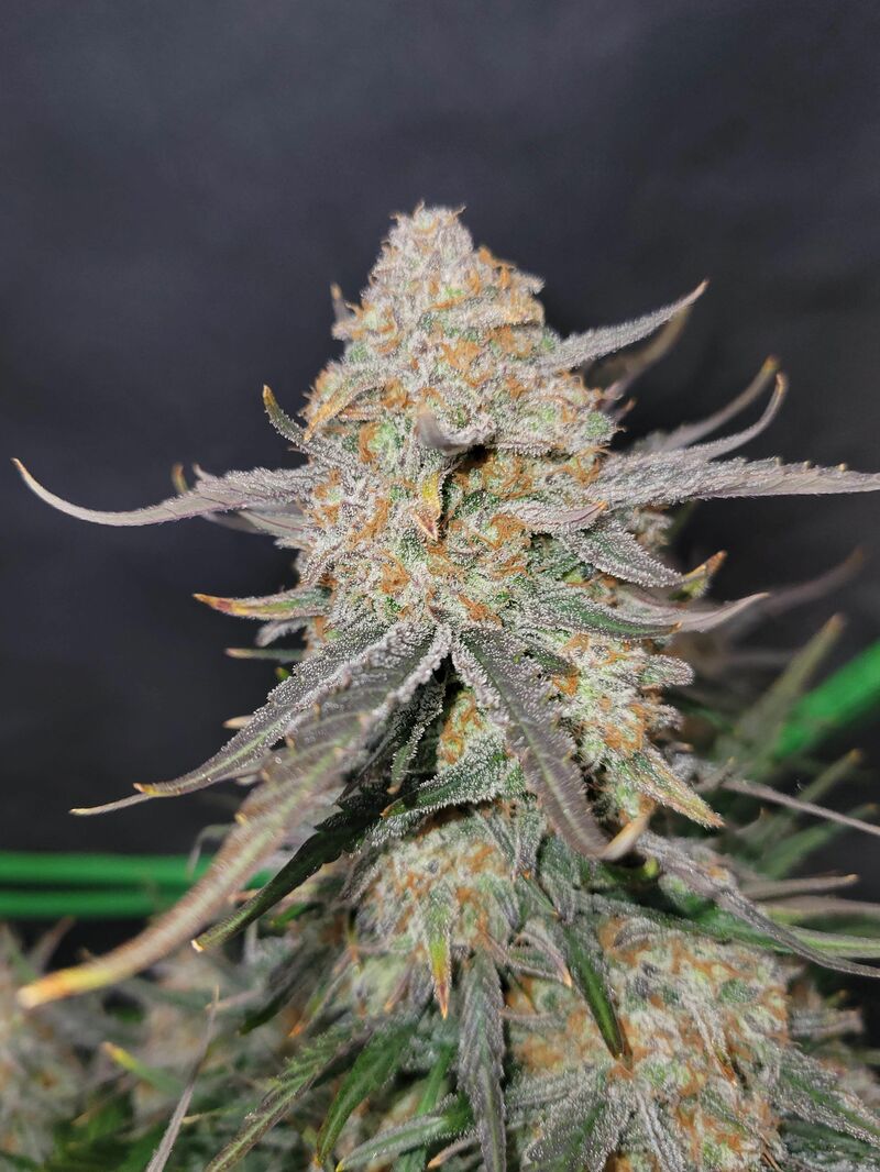 Apple Strudel Auto, Фасовка: 3, изображение 13